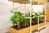 Bamboo Eco Friendly Planters 5