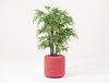 BuzziKnit Office Planter
