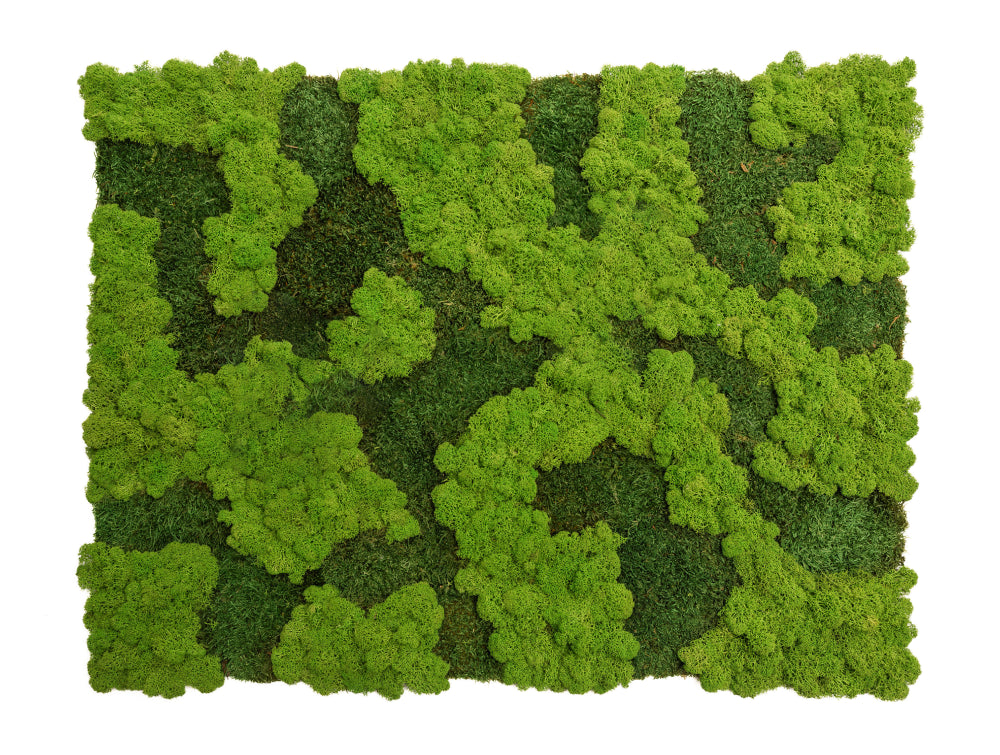 Gili Acoustic Moss and Nordic Lichen Frame