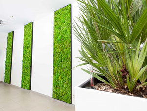 Green Mood Green Walls Ball Moss Euroscreen