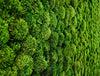 Green Mood Green Walls Provence Moss Close Up