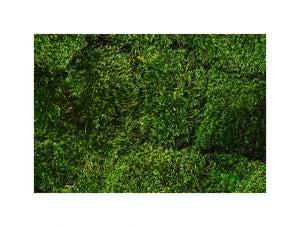 Green Mood Green Walls Provence Moss Close View