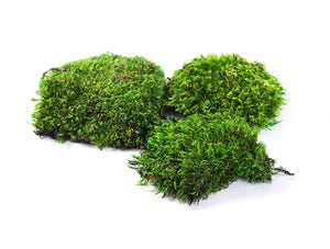 Green Mood Green Walls Provence Moss Preserved