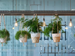 Relic Cloud Outdoor Themed Meeting Room Table With Light Hanging Plants